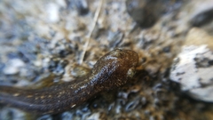 Salamandrina perspicillata
