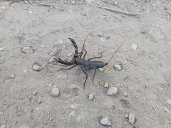 Mastigoproctus vandevenderi