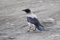 Corvus cornix