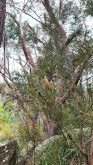 Melaleuca linearis