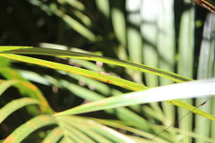 Xanthocnemis zealandica