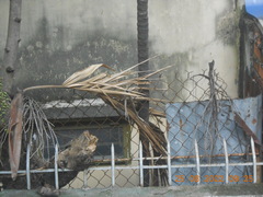 Pinanga