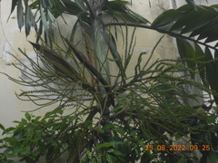 Pinanga
