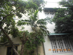 Pinanga