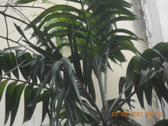 Pinanga