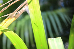 Xanthocnemis zealandica