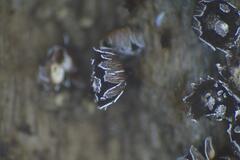 Diderma subasteroides