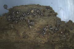 Diderma subasteroides