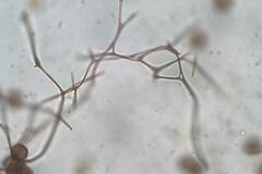 Diderma subasteroides