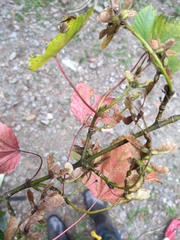 Acer morrisonense