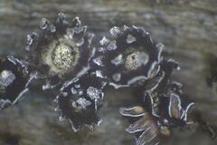 Diderma subasteroides