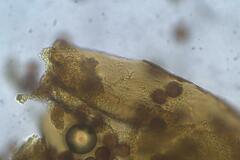 Diderma subasteroides