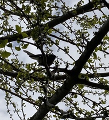 Rhipidura fuliginosa placabilis