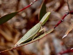 Orthodera ministralis