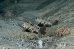 Signigobius biocellatus