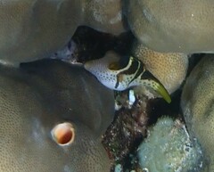Canthigaster valentini