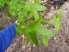 Liquidambar styraciflua