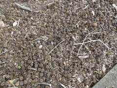 Liquidambar styraciflua