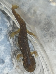 Salamandrina perspicillata