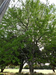 Liquidambar styraciflua