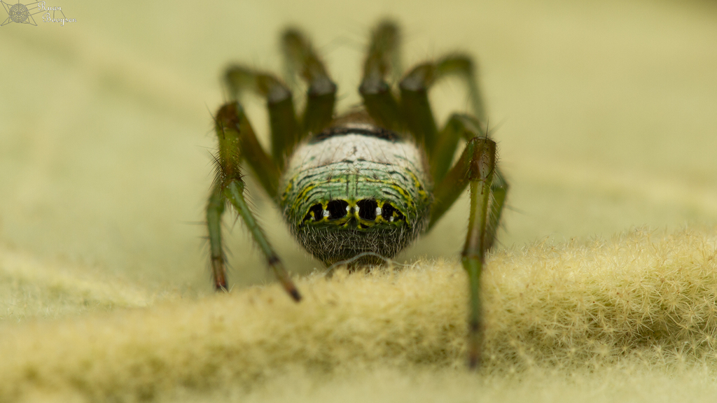 Bum-eyed Spider