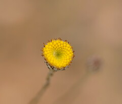 Leptorhynchos squamatus