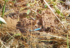 Plestiodon callicephalus