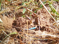 Plestiodon callicephalus