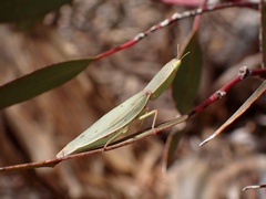 Orthodera ministralis