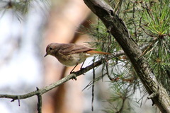 Phoenicurus phoenicurus