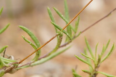 Leptorhynchos squamatus