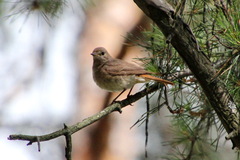 Phoenicurus phoenicurus