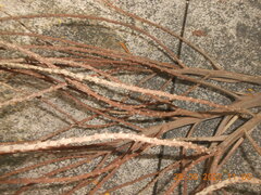 Pinanga