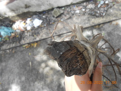Pinanga