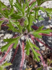 Trachymene composita