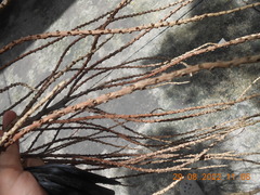 Pinanga