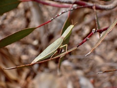 Orthodera ministralis