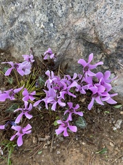 Cyclamen graecum