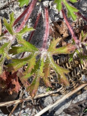 Trachymene composita