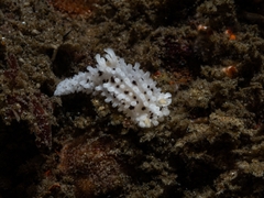 Aegires albopunctatus