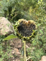 Helianthus annuus