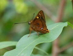 Trapezites symmomus
