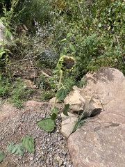 Helianthus annuus