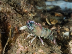 Spirontocaris prionota