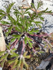 Trachymene composita