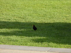 Turdus merula merula