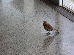 Turdus philomelos clarkei