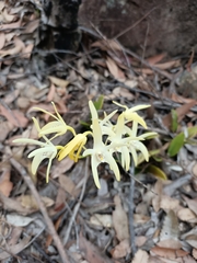 Dendrobium speciosum