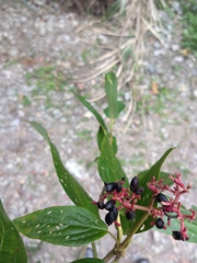 Viburnum urceolatum