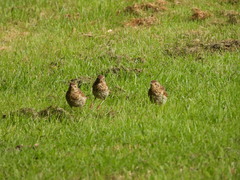 Turdus philomelos clarkei